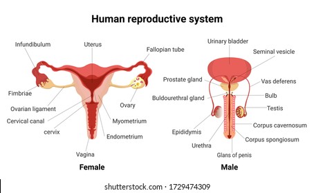 Male And Female Reproductive System With Main Parts Labeled. Anatomy Of The Human Body. Anterior Views. Biology Education Concept. Vector Illustration