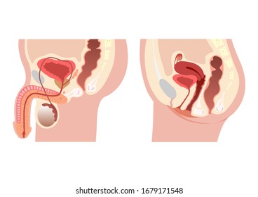 Male and female reproductive system median section. Anatomy of the human body. 
Biology education concept. Vector Illustration