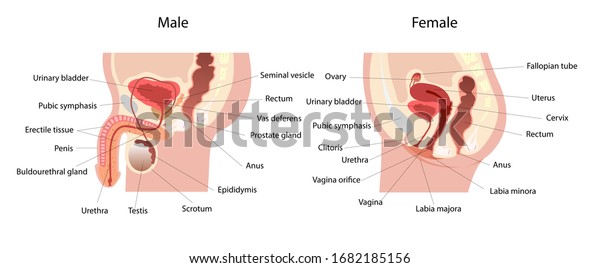 Male and female\
reproductive system median section with main parts labeled. Anatomy\
of the human body. \
\
Biology education concept. Lateral views.\
Vector Illustration