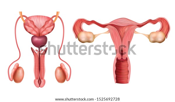 Male Female Reproductive System Organs Realistic Stock Vector Royalty Free 1525692728 1773