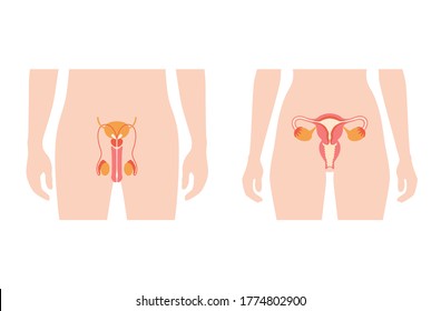 Male and female reproductive system in silhouette. Uterus and ovary, penis and testis in man and woman body. Sexual organ anatomy concept. Flat vector biology illustration. Medical poster for clinic.
