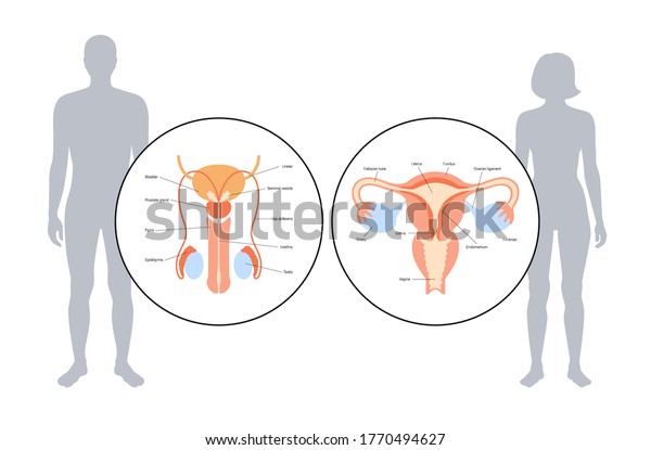 Male and female reproductive system in\
silhouette. Uterus and ovary, penis and testis in man and woman\
body. Sexual organ anatomy concept. Flat vector biology\
illustration. Medical poster for\
clinic.