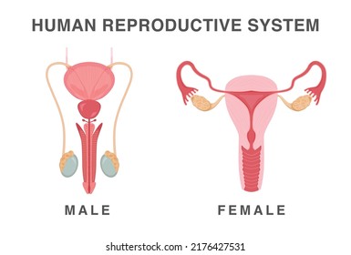The male and female reproductive systems. Human anatomy vector illustration.