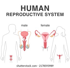 The male and female reproductive systems. Human anatomy vector illustration.