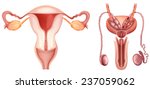 The male and female reproductive systems on a white background 