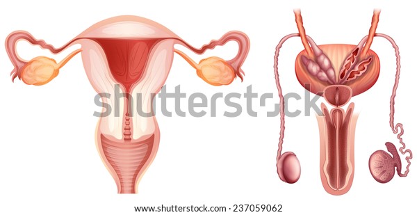 Male Female Reproductive Systems On White Stock Vector Royalty Free 237059062 6522