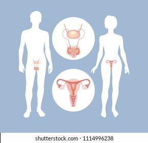 The Male And Female Reproductive Systems. Silhouettes Of Men And Women With Sexual Organs. 