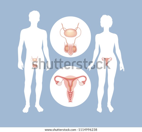 The male and female reproductive\
systems. Silhouettes of men and women with sexual organs.\
