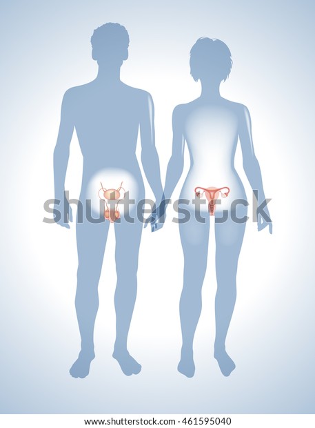 The\
male and female reproductive systems. Silhouettes of men and women\
with sexual organs. This work - eps10 vector file,\
