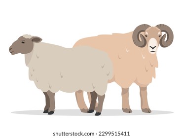 Männliche und weibliche Schafe. Schaf und Ram. Landwirtschaftliche Tiersymbole. Wolle- und Fleischproduktion. Vektorgrafik oder Cartoon-Illustration einzeln auf weißem Hintergrund.