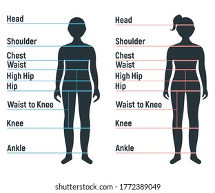 Male and female size chart anatomy human character, people dummy front and view side body silhouette, isolated on white, flat vector illustration. Cartoon mannequin people dimension scale.