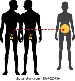 Male and females body silhouette and reproductive system. Surrogacy and in vitro fertilization, Isolated perfect image symbols on white background. Vector illustration.