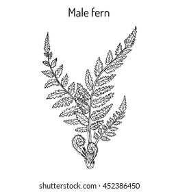 Male fern (Dryopteris filix-mas) plant with leaves. Hand drawn botanical vector illustration