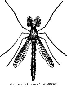 The male fly, Chironomus species that appears skiinny with distinct crown on its head, long slender body and antennae. The forewings being darker than the hindwings, vintage line drawing or engraving.