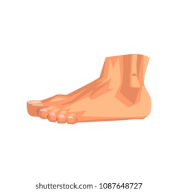 Male foot, human body part vector Illustration on a white background