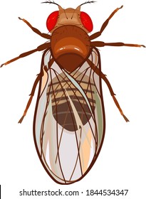 Male fruit fly (Drosophila melanogaster) isolated on white background