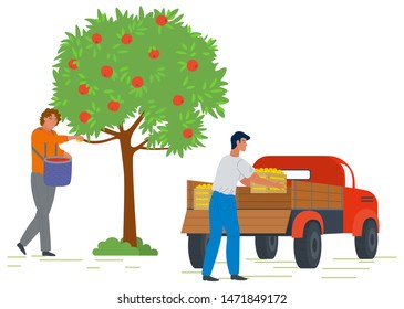 Male gardener picking fresh ripe red apples from tree and putting in basket. Man loading truck with fruit boxes. Harvesting concept vector Illustration. Pick apples concept. Flat cartoon