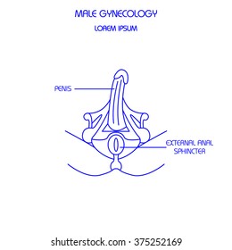 Male genitals. Thin line vector illustration.