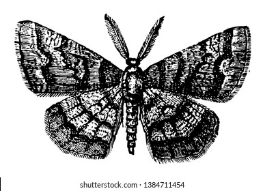 Male Geometer Moths are moths belonging to the family Geometridae of the insect, vintage line drawing or engraving illustration.