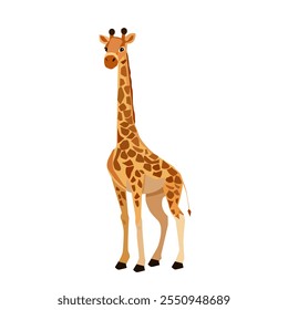 Male giraffe standing.Vector illustration isolated on white background.