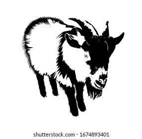 Male Goat, low poly triangular and wireframe vector illustration isolated on white background. Polygonal style trendy modern logo design. Suitable for printing on a t-shirt