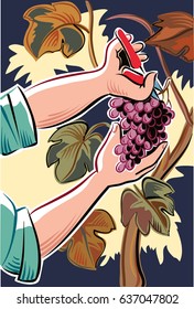 Male hand with shears, captures a cluster of ripe grapes in a vineyard.