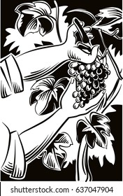 Male hand with shears, captures a cluster of ripe grapes in a vineyard.