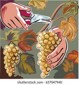 Male hand with shears, captures a cluster of ripe grapes in a vineyard.