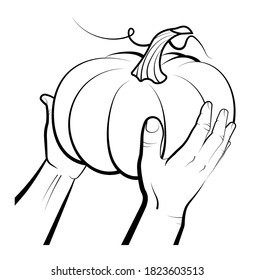 male hands hold big pumpkin fruit. Autumn harvest. Autumn Halloween pumpkins. Edible plants. Sketch vector on white background
