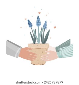 Manos masculinas que sostienen la planta de muscari en macetas de regalo, da a la mujer. El hombre da la flor del jacinto de uva en la olla. Tarjeta de San Valentín, concepto de amor. Vector aislado, fondo blanco