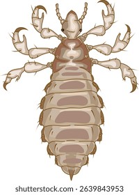Male head louse (Pediculus humanus) insect isolated on white background	