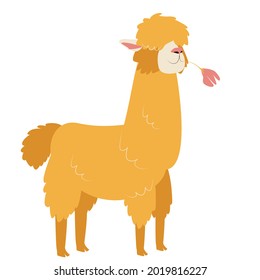 A male honey llama stands with a pink flower. Vector cartoon illustration isolated on a white background for postcards, prints, T-shirts, invitations