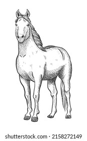 Male Horse Sketch in Black and White