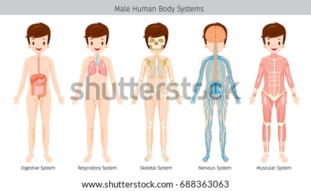 Male Human Anatomy Body Systems Physiology Vector de stock (libre de