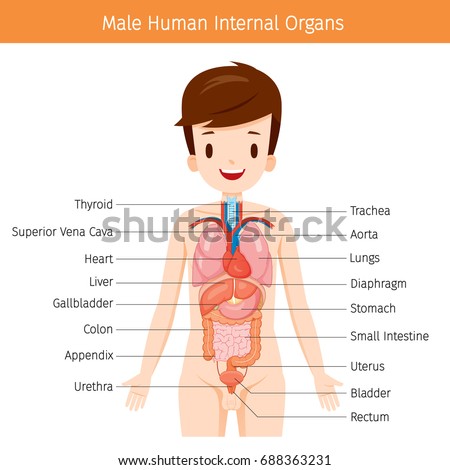 Male Human Anatomy Internal Organs Diagram Stock Vector (Royalty Free