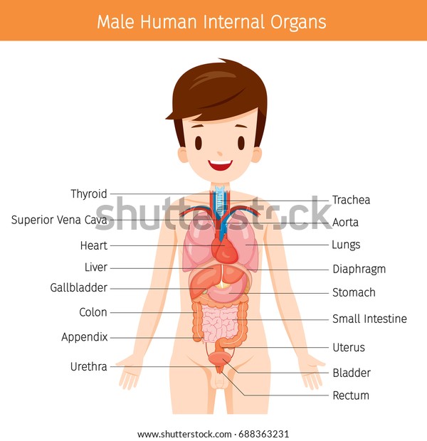 Male Human Anatomy Internal Organs Diagram Stock Vector Royalty