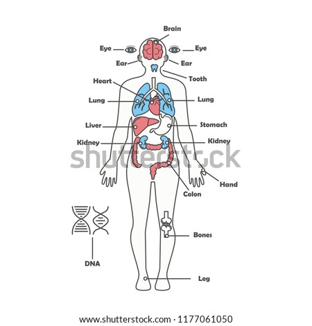 Male Human Anatomy Vector Diagram Male Stock Vector (Royalty Free
