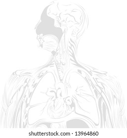 male human body