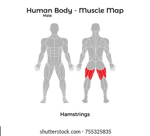 Male Human Body - Muscle Map, Hamstrings. Vector Illustration - EPS10.