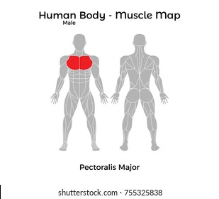 Human Body Muscle Map Images Stock Photos Vectors Shutterstock