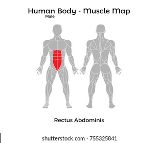 Male Human Body - Muscle map, Rectus Abdominis. Vector Illustration - EPS10.