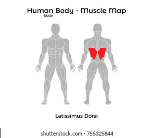 Male Human Body - Muscle map, Latissimus Dorsi. Vector Illustration - EPS10.