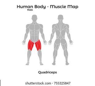 Male Human Body - Muscle map, Quadriceps. Vector Illustration - EPS10.