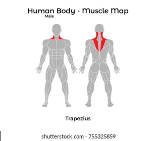 Male Human Body - Muscle map, Trapezius. Vector Illustration - EPS10.
