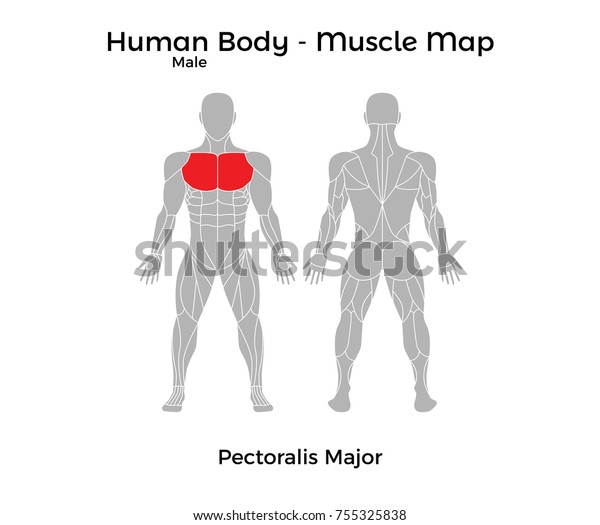 Male Human Body - Muscle map, Pectoralis Major. Vector Illustration