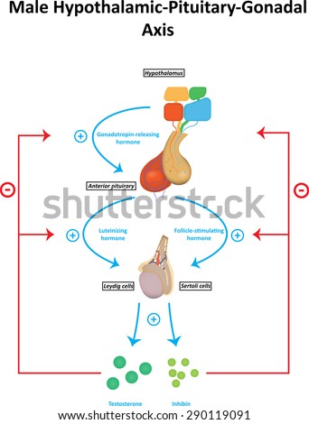 Male Hypothalamic Pituitary Gonadal Axis Labeled Diagram Stock photo © 