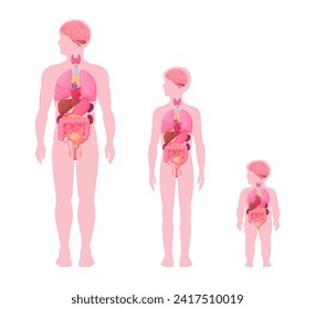 Male internal organs infographic. Man, boy and baby toddler internal organs anatomy scheme, heart, brain and reproductive system location in body flat vector illustration set. Male body diagram