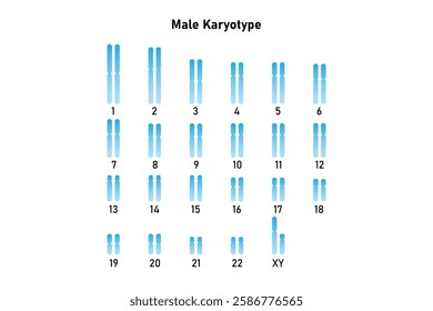 Male Karyotype Science Design. Vector Illustration.