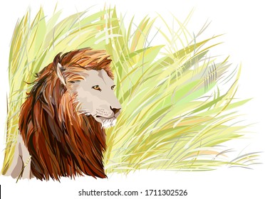 male lion in the grass