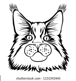 Male maine coon cat with beautiful brushes on the ears with curious serious look. Black contour. Graphic style. Vector illustration. Isolated.